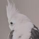 andrea.venturi@hotmail.com